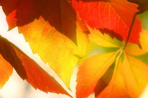 Close Van Druivenbladeren Prachtige Herfstkleuren — Stockfoto