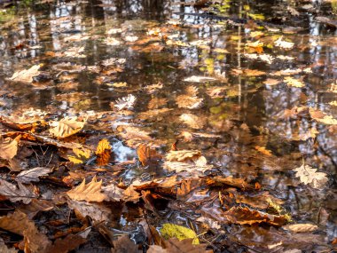 Sonbahar Yaprakları