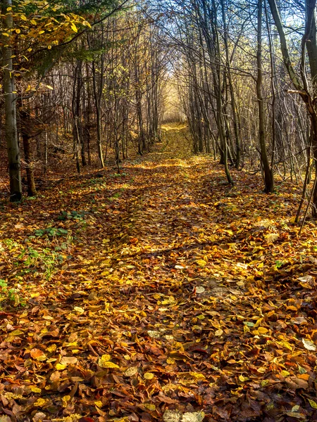 Percorso forestale — Foto Stock