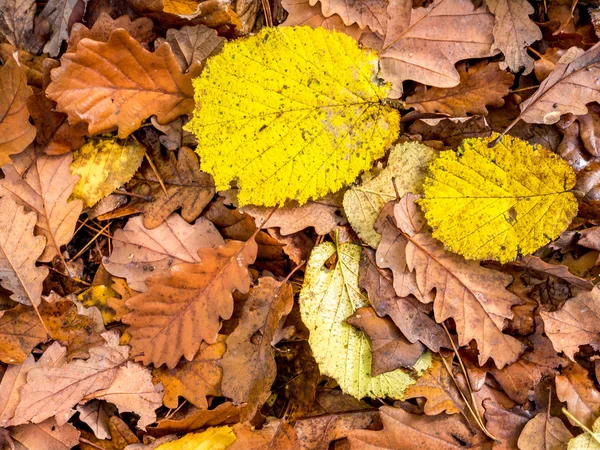 Herfst bladeren — Stockfoto