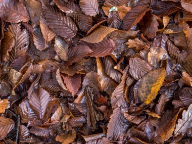 Sonbahar Yaprakları