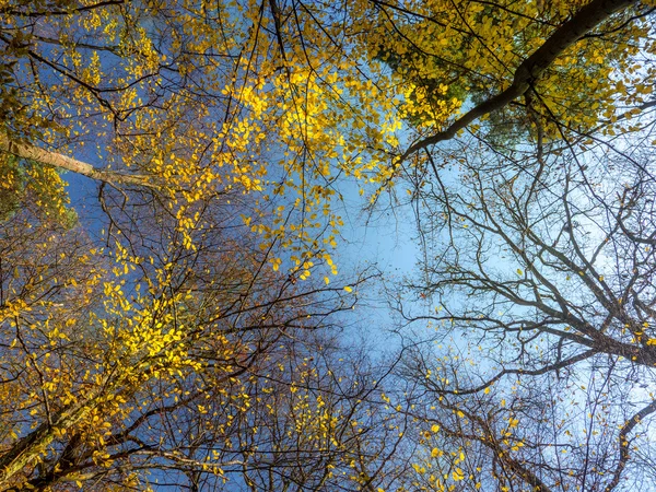 Fall tree crowns — Stock Photo, Image
