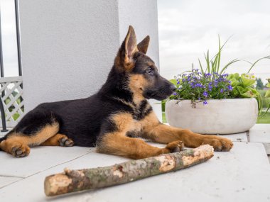 Uyanık Alman çoban köpek yavrusu