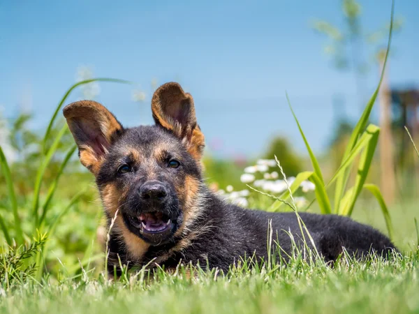 Pastore tedesco cucciolo — Foto Stock