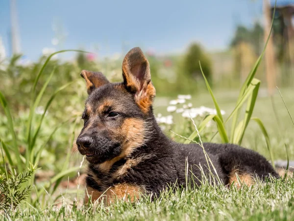 German Shepherd puppy — Stock Photo, Image