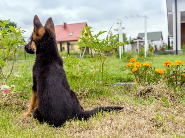 Німецька вівчарка щенки зарядки — стокове фото
