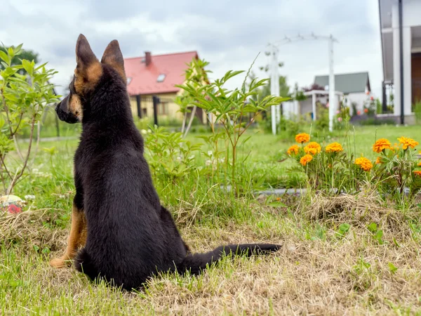 Németjuhász kiskutya töltés — Stock Fotó