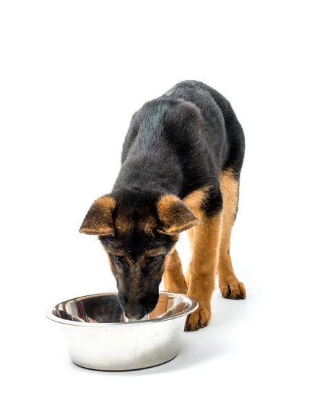 Hora de comer —  Fotos de Stock