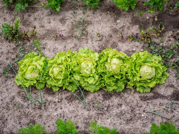 Lettuce — Stock Photo, Image