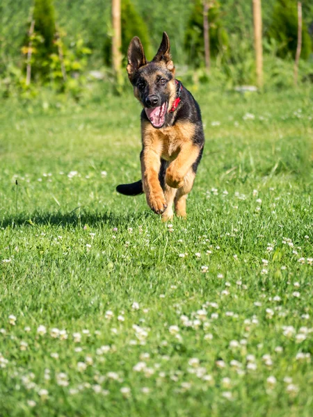 German Shepherd puppy running — Stock Photo, Image