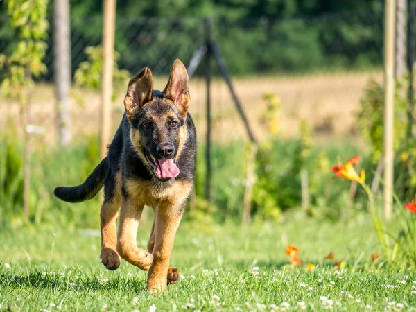 Câine ciobanesc german care rulează — Fotografie, imagine de stoc