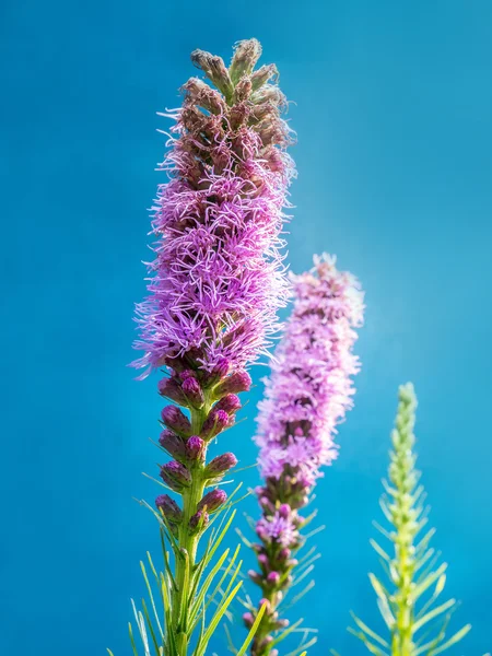 Liatris spicata — Photo