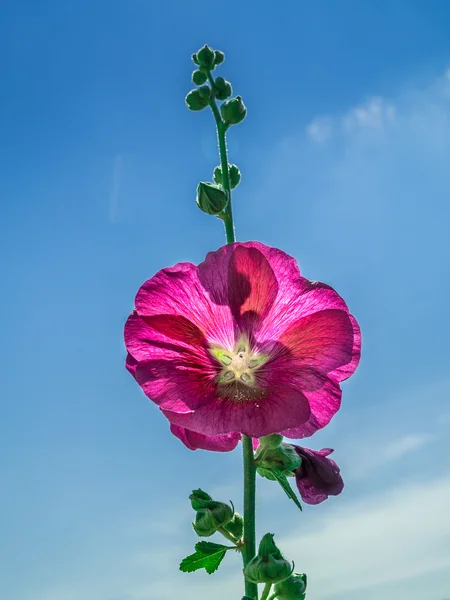 Purple mallow — Stock Photo, Image