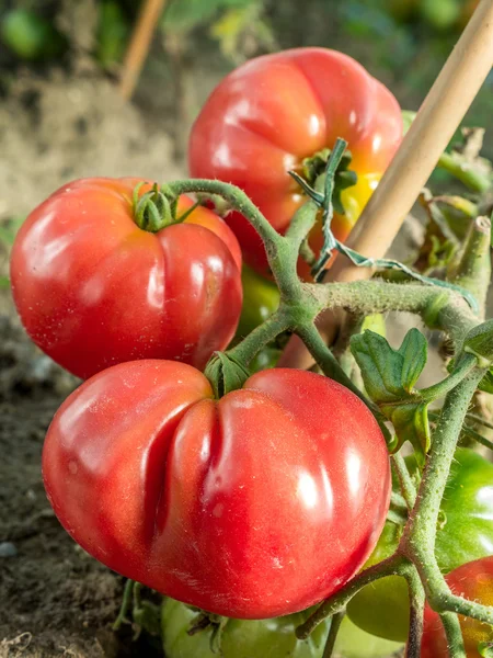 Ripening tomatoes — Stock Photo, Image