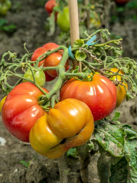 Ripening tomatoes — Stock Photo, Image