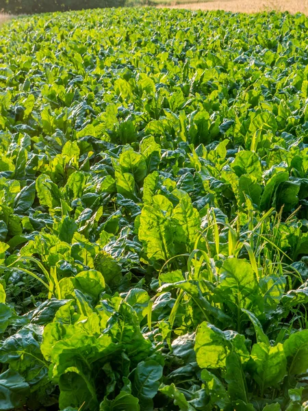 Mangel wurzel field — Stock Photo, Image