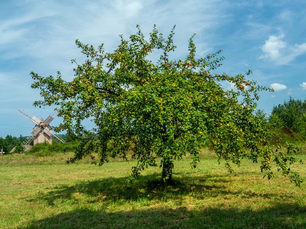 Pohon Crabapple — Stok Foto