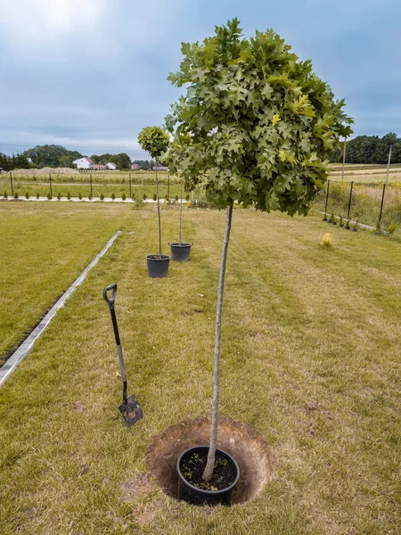Tree planting — Stock Photo, Image