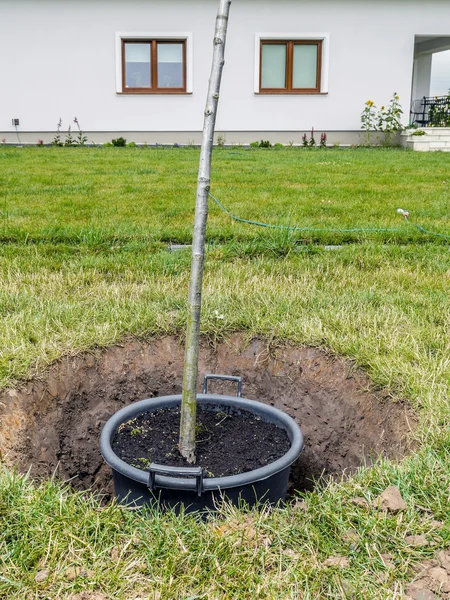 Boom planten — Stockfoto