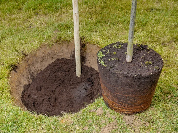 Boom planten — Stockfoto