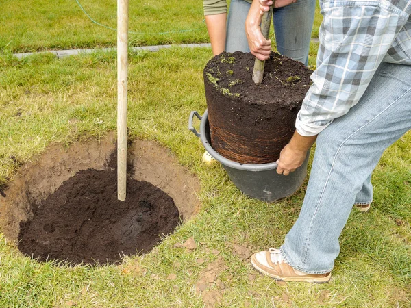 Plantación de árboles — Foto de Stock