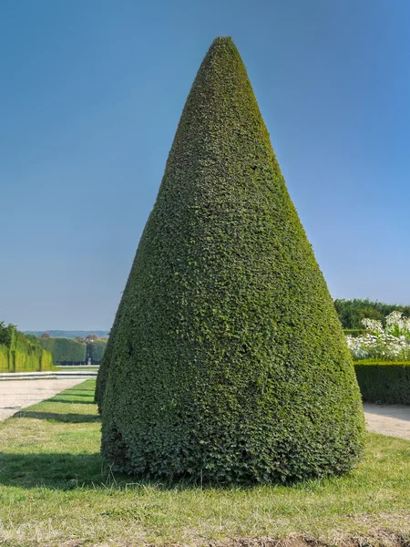 Groene struik — Stockfoto