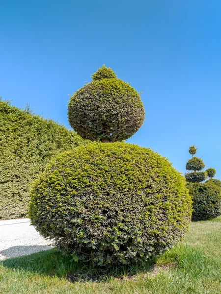 Groene struik — Stockfoto