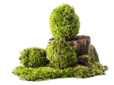 Moss-Grown yumurta