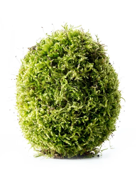 Moss-Grown yumurta — Stok fotoğraf