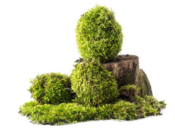 Moss-grown eieren — Stockfoto