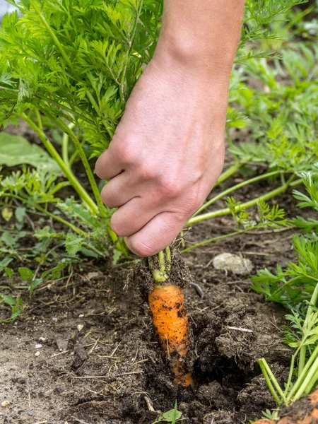 Cultivo fresco — Foto de Stock