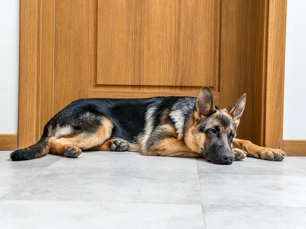 Schäferhund Welpe — Stockfoto