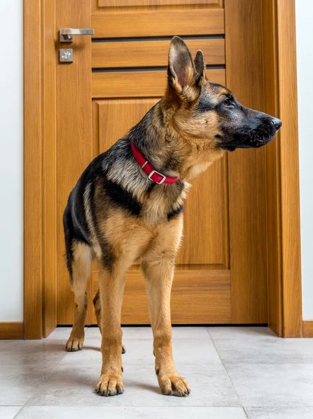 Cãozinho pastor alemão — Fotografia de Stock