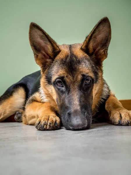 Pensive dog — Stock Photo, Image