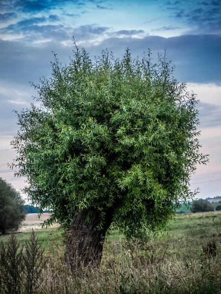 孤独的杨柳树 — 图库照片