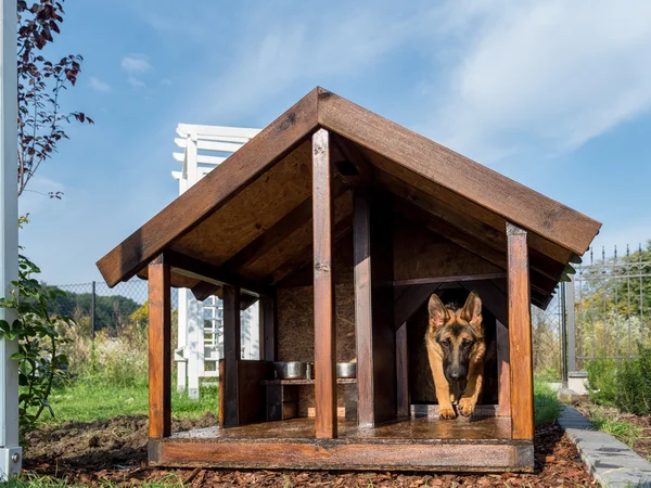 Duitse herder verlaten zijn kennel — Stockfoto