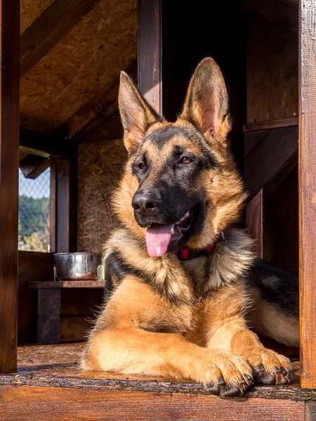 Německý ovčák v psinci — Stock fotografie