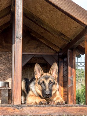 Alman çoban onun köpek kulübesi