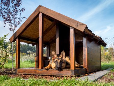 Alman çoban onun köpek kulübesi