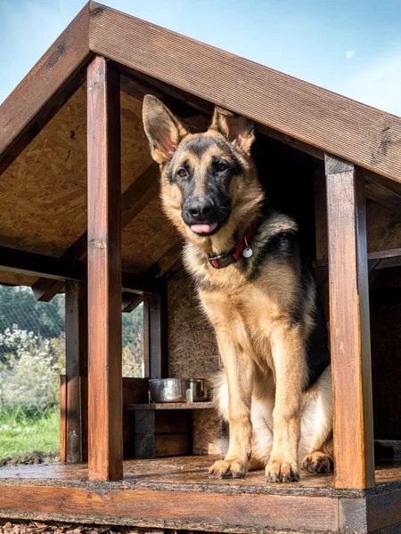 ジャーマン ・ シェパードの犬小屋 — ストック写真