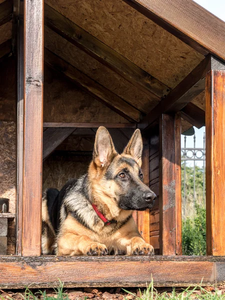 Alman çoban onun köpek kulübesi — Stok fotoğraf