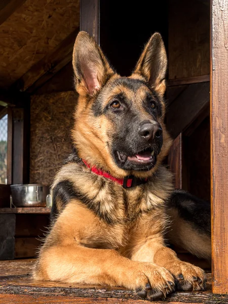 German shepherd in its kennel — Stock Photo, Image