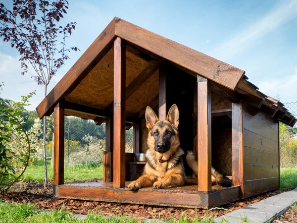 ジャーマン ・ シェパードの犬小屋 ストック写真