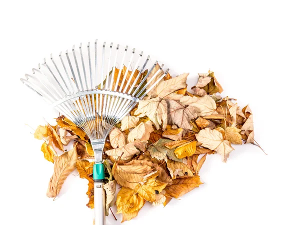 Fall leaves — Stock Photo, Image