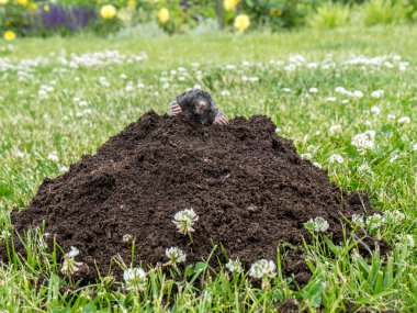 Köstebek yuvası Mole