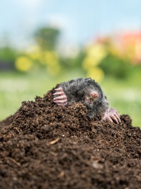 Köstebek yuvası Mole