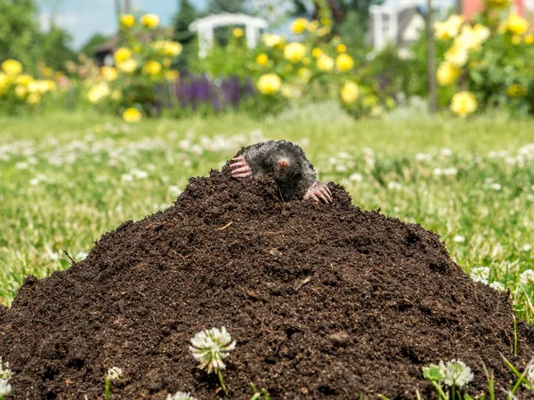 Maulwurf im Maulwurfshügel — Stockfoto