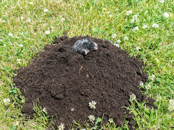 Mole in molehill — Stock Photo, Image