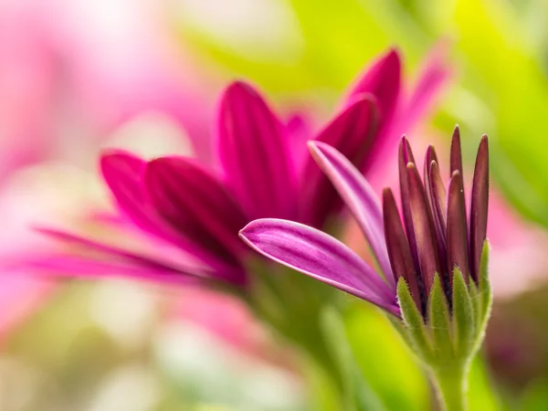 Flores de osteospermum — Fotografia de Stock