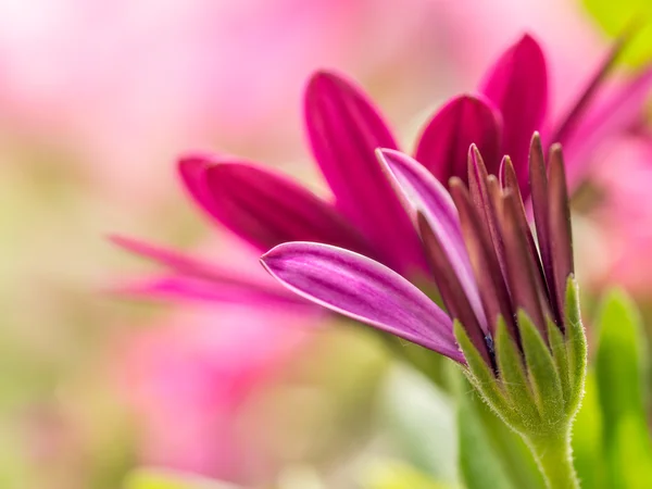 Osteospermum квіти — стокове фото